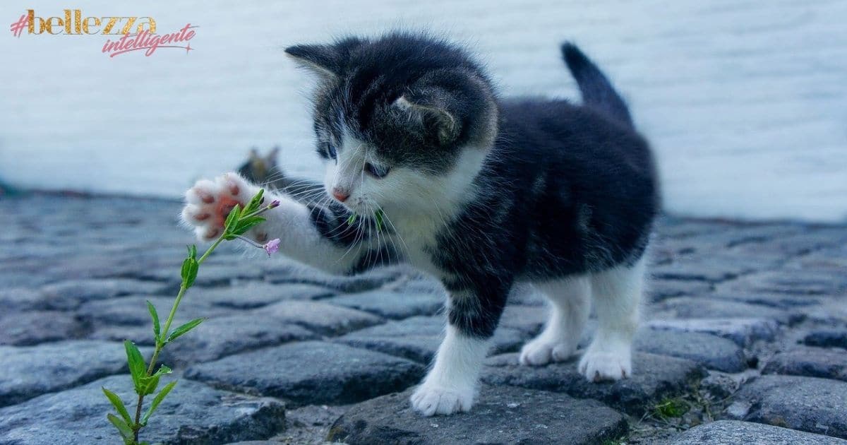 Un gatto per amico